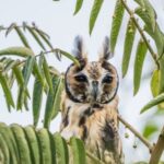 hancock bird