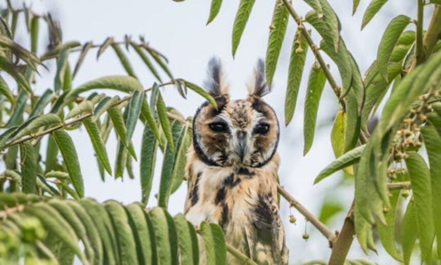 hancock bird